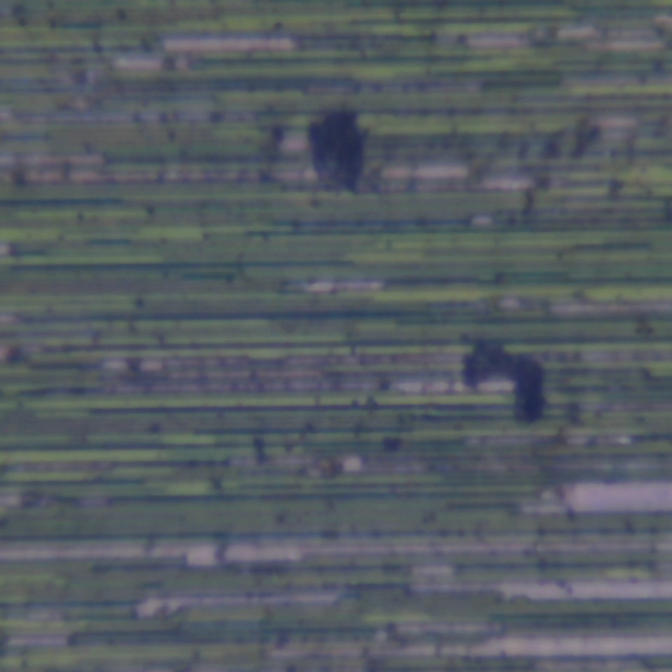 c16 r54