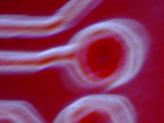 20260506154447213.tif